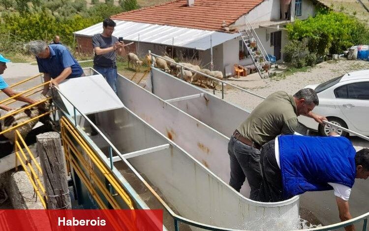 Manisa'da küçükbaş hayvan sağlığına mobil çözüm - Haberois Manisa'da küçükbaş hayvan sağlığına mobil çözüm