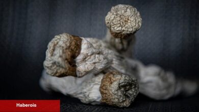 Minneapolis Belediye Başkanı Psychedelic Uygulamalarını Gevşetecek