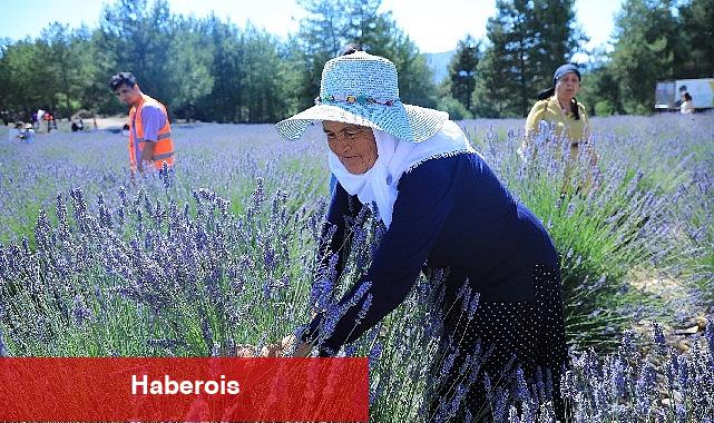 Muğla Büyükşehir Koku Vadisi'nde Lavanta Şenliği Düzenliyor - Haberois Muğla Büyükşehir Koku Vadisi'nde Lavanta Şenliği Düzenliyor