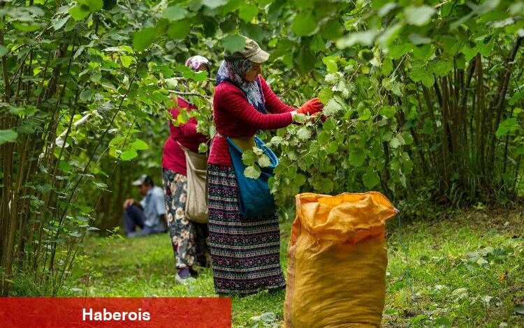 O projeye rekor başvuru - Haberois O projeye rekor başvuru