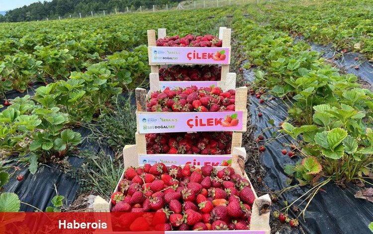 Sakarya'da bu yıl hedef büyük - Haberois Sakarya'da bu yıl hedef büyük