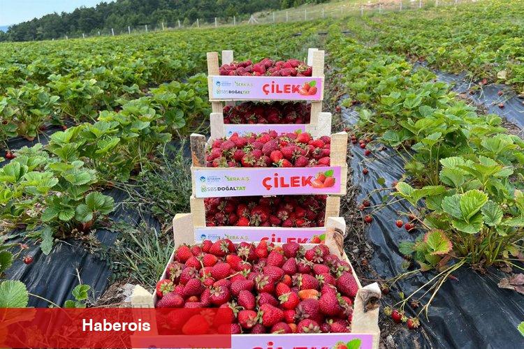 Sakarya'da bu yıl hedef büyük