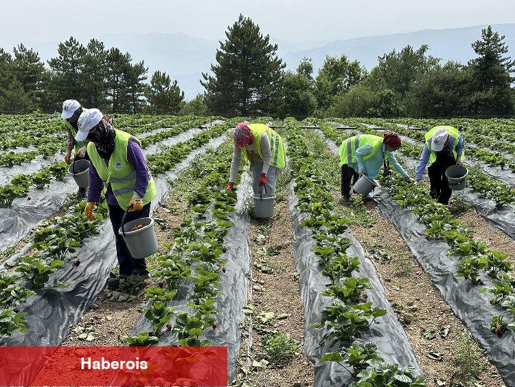 Sakarya'da rekor üretim bekleniyor