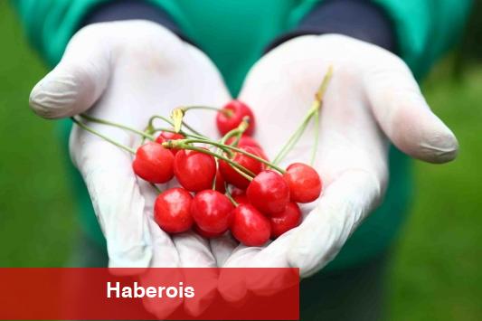 Sıhhatiniz için kiraz tüketimini ihmal etmeyin - Haberois Sıhhatiniz için kiraz tüketimini ihmal etmeyin