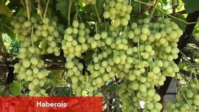 Superior Seedless Çeşidi Sofralık Üzümün ihracat yolculuğu başladı