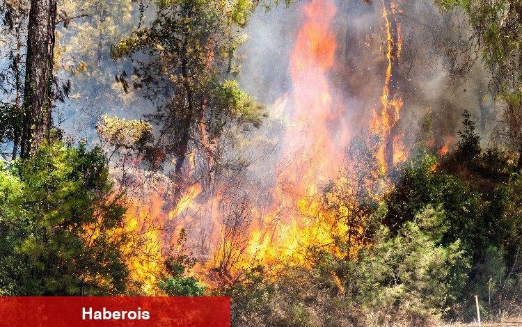 TEMA'dan dikkat çeken farkındalık - Haberois TEMA'dan dikkat çeken farkındalık