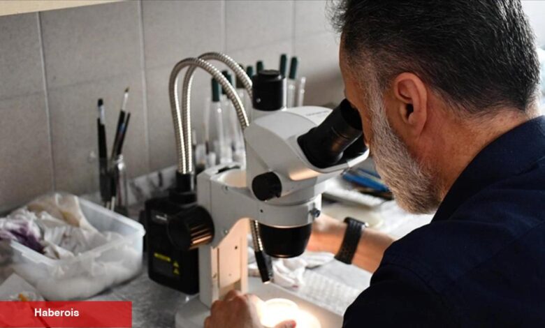 Türk bilim insanları yeni bir parazit çeşidi keşfetti - Haberois Türk bilim insanları yeni bir parazit çeşidi keşfetti