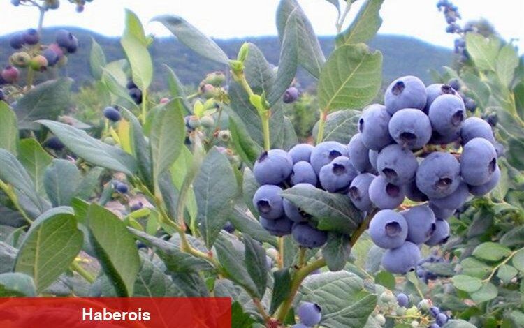 Yaban mersininin 10 faydası - Haberois Yaban mersininin 10 faydası