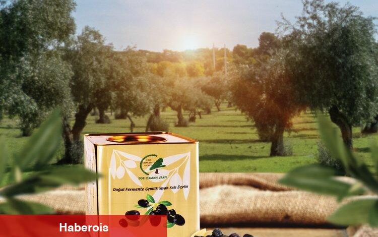 Zeytin satışları Kahta'da ormana dönüşecek - Haberois Zeytin satışları Kahta'da ormana dönüşecek