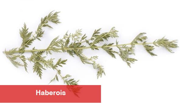 15 Şifa Veren Bitki ve Yararları - Haberois 15 Şifa Veren Bitki ve Yararları