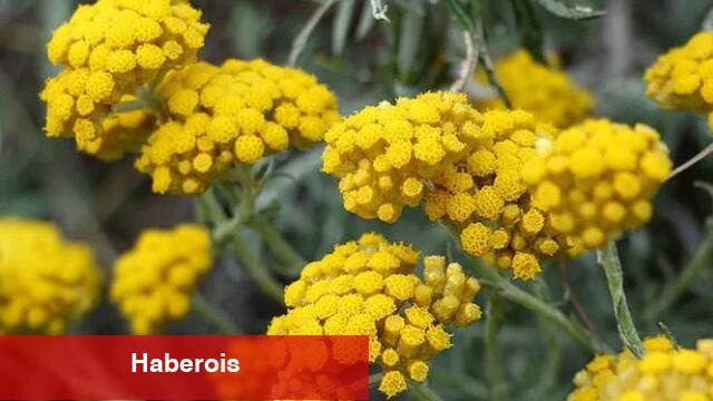 Altın otunun yararları nelerdir? - Haberois Altın otunun yararları nelerdir?
