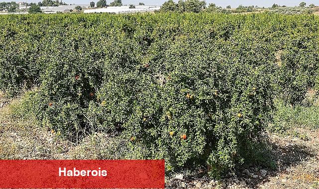 Antalya Büyükşehir'in Çiftçilere Faydalı Böcek Desteği Devam ediyor - Haberois Antalya Büyükşehir'in Çiftçilere Faydalı Böcek Desteği Devam ediyor