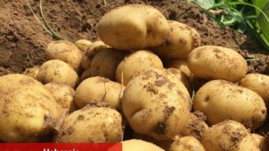 Atakey Patates'in ilk yarı vergi öncesi kârı %89 artış gösterdi