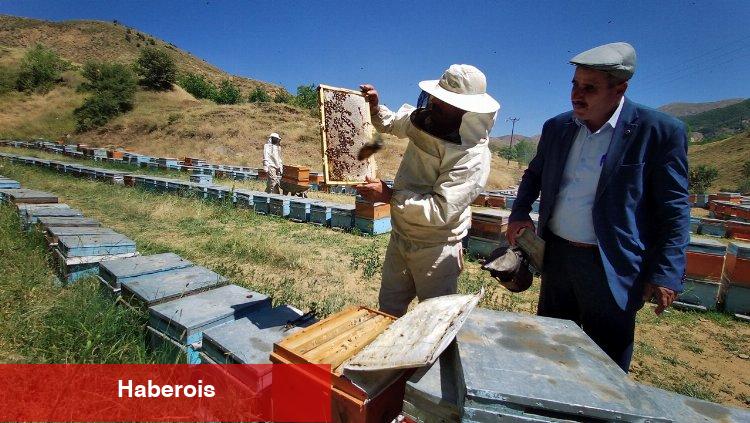 Bingöl'de 2 bin 300 rakımda bal hasadı