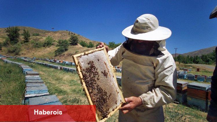 Bingöl'de 2 bin 300 rakımda bal hasadı