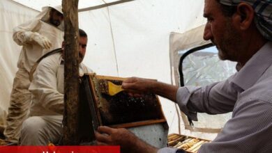 Bingöl'de 2 bin 300 rakımda bal hasadı