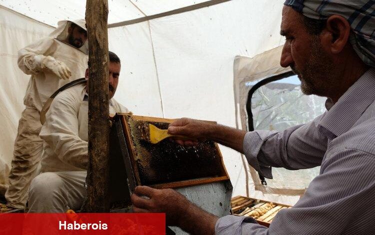 Bingöl'de 2 bin 300 rakımda bal hasadı - Haberois Bingöl'de 2 bin 300 rakımda bal hasadı
