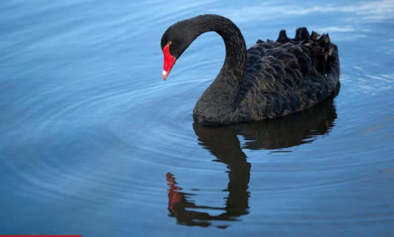 Black Swan Aktifliği Riski DeFi’yi Bitirebilir mi? CRV Krizi İncelemesi!