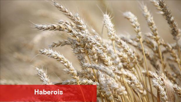 Buğday Karadeniz tansiyonu ile yükseliyor - Haberois Buğday Karadeniz tansiyonu ile yükseliyor