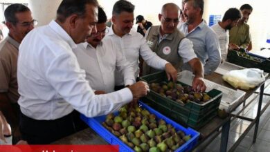 Bursa 'Siyah İncir'de hasat zamanı