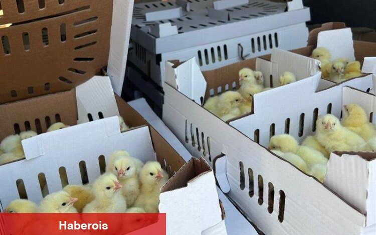 Bursa'da kayıt dışı 2 bin 500 kanatlı hayvana el kondu! - Haberois Bursa'da kayıt dışı 2 bin 500 kanatlı hayvana el kondu!