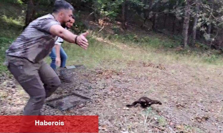 Bursa'da mazgala düşen kaya sansarı doğal ortama salındı