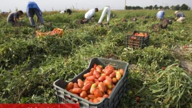 Dünya domates pazarının yeni yıldızı: Sincan