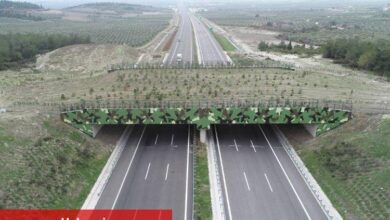 'Ekolojik Köprü'ler yaygınlaşıyor