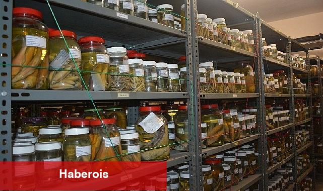 EÜ Su Ürünleri Fakültesi Bilimsel Materyal Koleksiyonu 4 binden fazla türü bünyesinde barındırıyor - Haberois EÜ Su Ürünleri Fakültesi Bilimsel Materyal Koleksiyonu 4 binden fazla türü bünyesinde barındırıyor