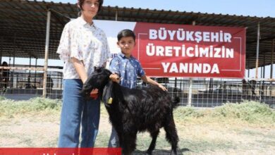 Hayvan üreticilerinin hibe sevinci
