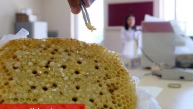 Kanserle mücadeleye Bingöl'den yeni umut: Apilarnil