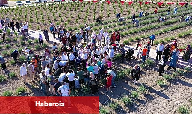 Keçiören'deki Lavanta ve Gül Bahçesi'nde Hasat Zamanı - Haberois Keçiören'deki Lavanta ve Gül Bahçesi'nde Hasat Zamanı