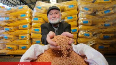 Kocaeli'den çiftçilere tohum desteği