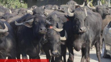 Kocaeli'den üreticilere damızlık manda boğası desteği