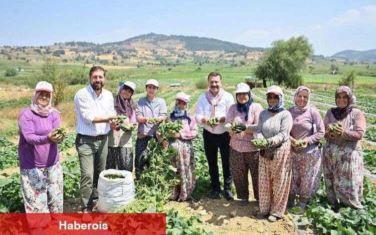 Kornişon üreticilerinde hasat sevinci - Haberois Kornişon üreticilerinde hasat sevinci