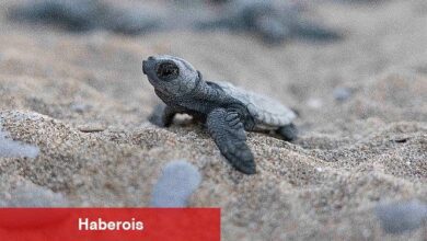 Mavi Gönüllüleri, Indigo Turtles projesi ile Caretta Caretta'ları Akdeniz'le buluşturmaya devam ediyor