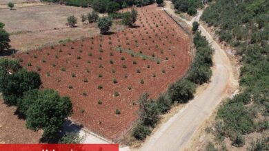 Muğla’da 230 bine yakın ağaç toprakla buluştu