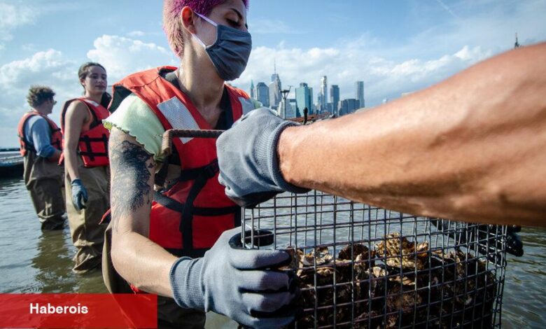 New York İstiridye Rekoru Denemeye Çalışıyor - Haberois New York İstiridye Rekoru Denemeye Çalışıyor