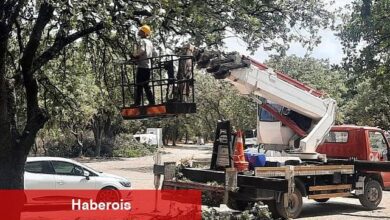 Ören'de Anıt Ağaçlar Rehabilite Ediliyor