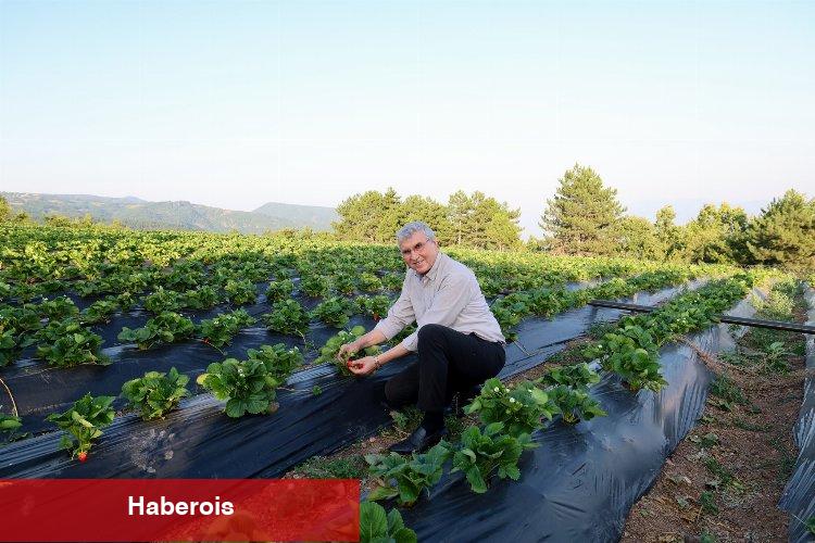 Sakarya çilekte üretim rekoru bekliyor