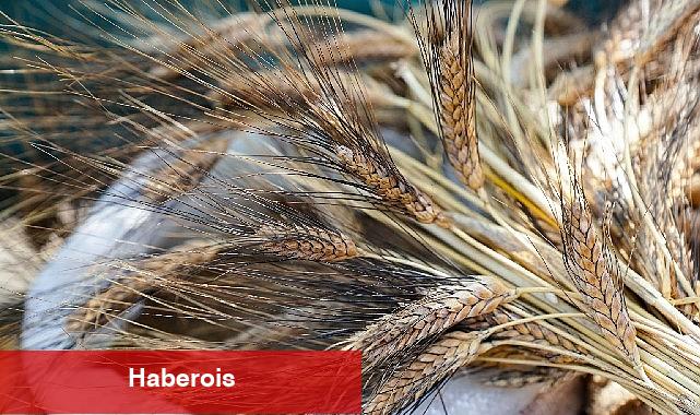 Seferihisar'da "Ata Ekmeği ve Armola" şenliği coşkusu - Haberois Seferihisar'da "Ata Ekmeği ve Armola" şenliği coşkusu
