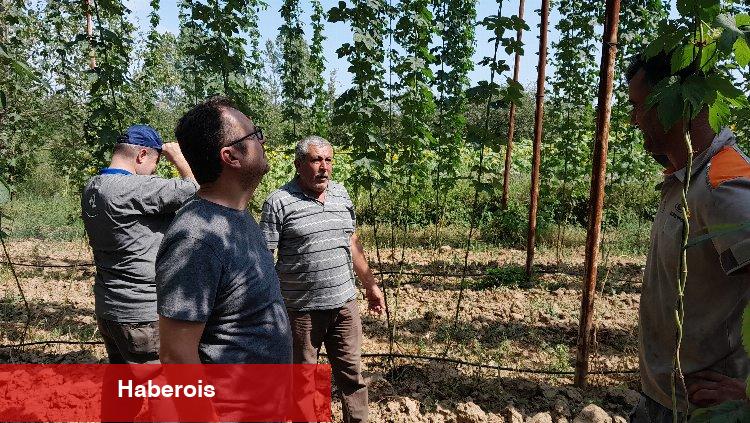 Şerbetçiotuna hasat öncesi inceleme