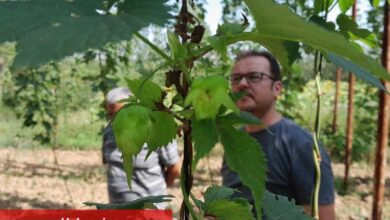 Şerbetçiotuna hasat öncesi inceleme - Haberois Şerbetçiotuna hasat öncesi inceleme