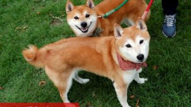 Shiba Inu kullanıcı tabanı büyürken yeniden toparlanma sinyali veriyor