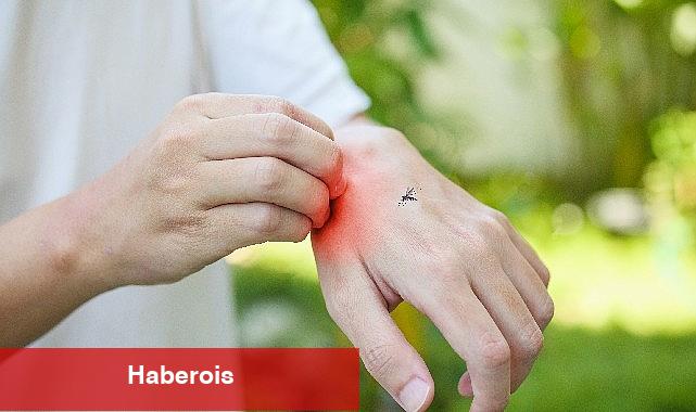 Sivrisinek Isırmasından Sonra Yüksek Ateş Ve Eklemlerde Ağrı Varsa Mutlaka Doktorunuza Danışın - Haberois Sivrisinek Isırmasından Sonra Yüksek Ateş Ve Eklemlerde Ağrı Varsa Mutlaka Doktorunuza Danışın