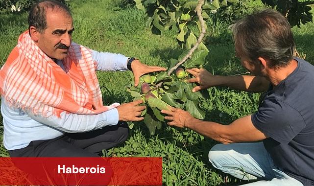 Taze incir ihracatı başladı - Haberois Taze incir ihracatı başladı