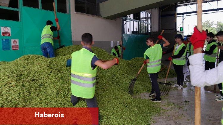 Türkiye ekonomisine katkı sağlıyor... Şerbetçiotu hasadı başladı