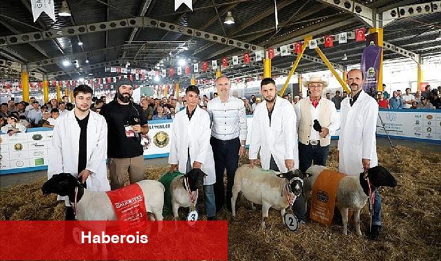 Türkiye'nin En Kapsamlı Küçükbaş Hayvancılık Festivali İçin Geri Sayım Başladı - Haberois Türkiye'nin En Kapsamlı Küçükbaş Hayvancılık Festivali İçin Geri Sayım Başladı