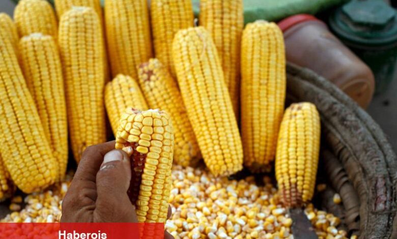 Uluslararası Tahıl Konseyi, 2023-24 sezonu için mısır üretimi tahminini yükseltti - Haberois Uluslararası Tahıl Konseyi, 2023-24 sezonu için mısır üretimi tahminini yükseltti