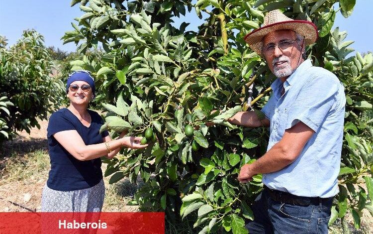 Üreticilere kazançlı avokado desteği - Haberois Üreticilere kazançlı avokado desteği